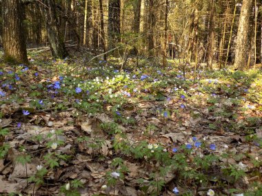 Çiçeklerle dolu bir ormanın içinde kar damlası ve ağaçların arkasında tanınmayan bir insan.