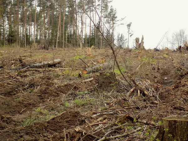 伐採後の森林 倒木だ 森林は人間の活動によって被害を受ける — ストック写真