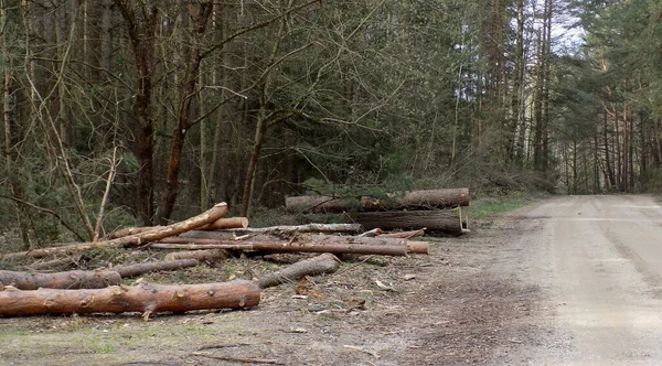 Πεσμένα Δέντρα Κορμοί Από Επαρχιακό Δρόμο Στην Άκρη Του Δάσους — Φωτογραφία Αρχείου