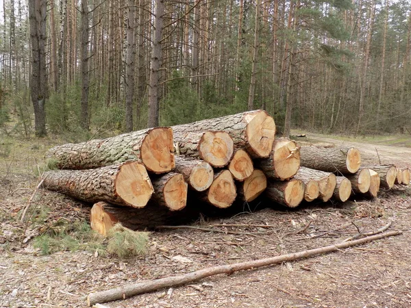 Felled Trees Logs Country Road Edge Forest — Stock Photo, Image