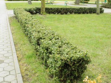 Boxwood çiti çimenleri korur.