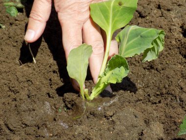 Bolca sulanmış toprağa lahana tohumu ekiyorum..