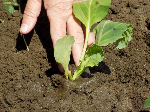 Bolca sulanmış toprağa lahana tohumu ekiyorum..
