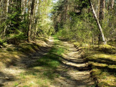 Yeşil bir ormanda toprak bir yol otlarla kaplıdır..