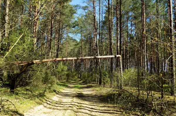 Strada Attraverso Foresta Pericolosa Viaggiare Causa Alberi Rami Caduti — Foto Stock