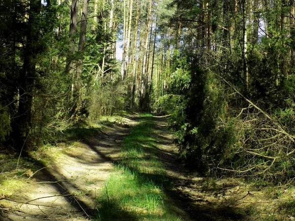 Una Strada Sterrata Una Foresta Verde Ricoperta Erba — Foto Stock