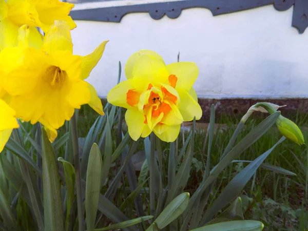 Narziss Lat Narcissus Leuchtend Gelbe Blume Einem Blumengarten — Stockfoto