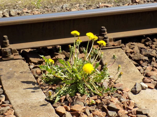 Fiori Denti Leone Gialli Crescono Vicino Binari Ferroviari Metallici Erbacce — Foto Stock