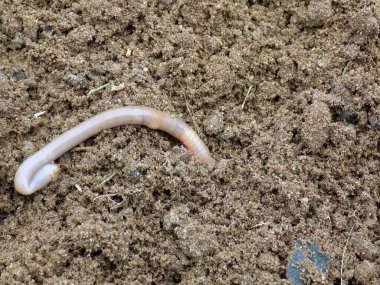 Toprakta saklanan solucan.