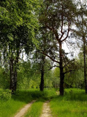 Ağaçların arkasındaki parkta bir patika..
