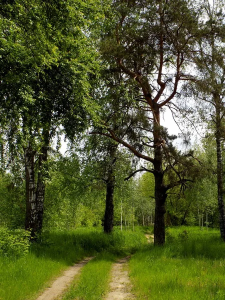 Ağaçların arkasındaki parkta bir patika..