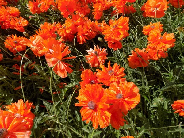 Rote Mohnblumen Auf Der Wiese Hintergrund Textur — Stockfoto