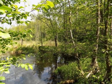 Ağaçları ve çalıları olan bir orman gölü kıyısı..