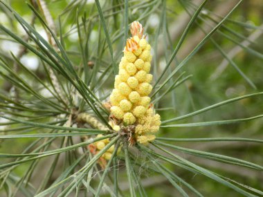 Sarı çiçekli çam çiçeği..