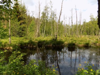 Geçilemez bir bataklıkta su bariyeri. Arka planda ölü ağaçlar.