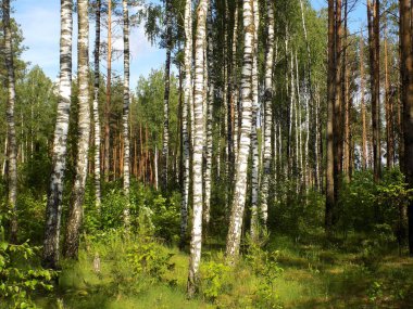 Yaprak döken ve kozalaklı ormanların karışımı. Huş ağaçları, çam ağaçları, çalılar.