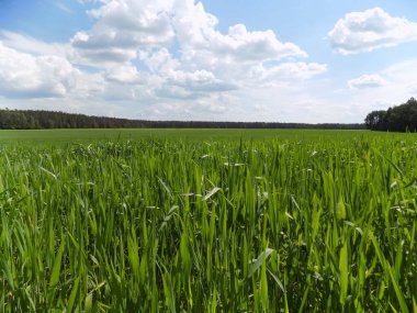 Green field and blue sky. Cereals: rye, wheat.