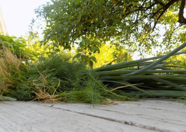 Çiy ya da yağmur damlalarında ahşap bir masada bir demet dereotu ve yeşil soğan. Şafakta toplandı.