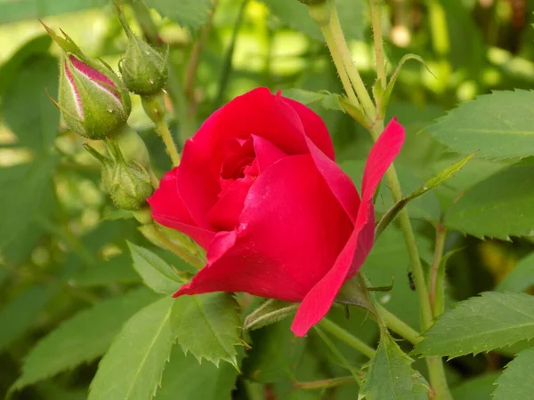 Vörös Rózsa Kertben Árnyékban — Stock Fotó