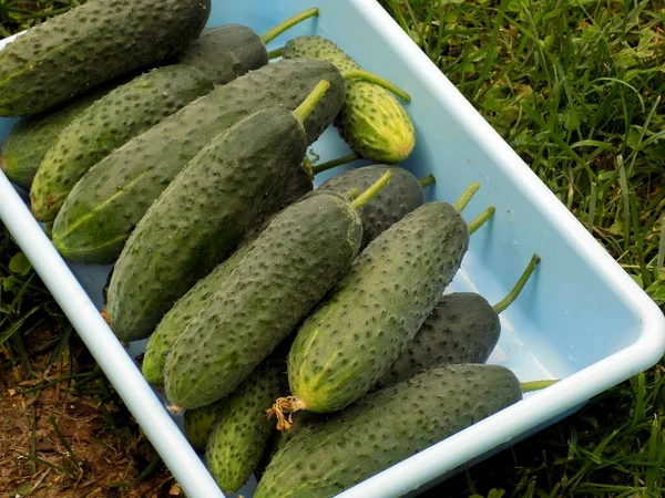 Pepinos Recipiente Cosecha Recolectada Deliciosas Delicadas Frutas — Foto de Stock