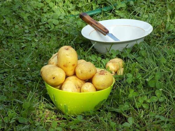 Genç Patatesler Soyulmadan Önce Yıkanır Tabak Yeşil Çimlerin Üzerinde Duruyor — Stok fotoğraf