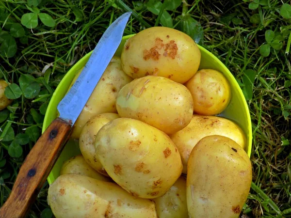 Картофель Вымывают Перед Чисткой Нож Тарелке Клубнями — стоковое фото
