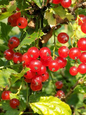 Çok olgun kızıl üzümler güneşte.