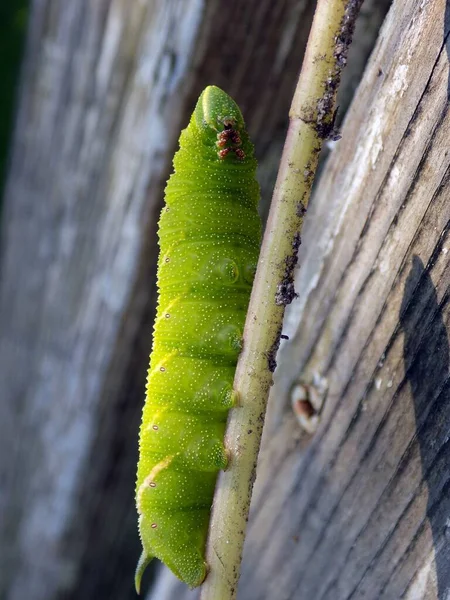 Caterpillar Big Eyed Hawk Moth — Stock Photo, Image