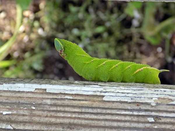 Caterpillar Hawk Poplar Laothoe Populi — Stock Photo, Image