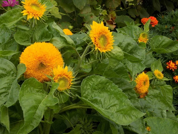 Dekorative Sonnenblume Teddybär — Stockfoto