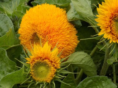 Çiçek desenli ayçiçeği, oyuncak ayı. Yakın plan..