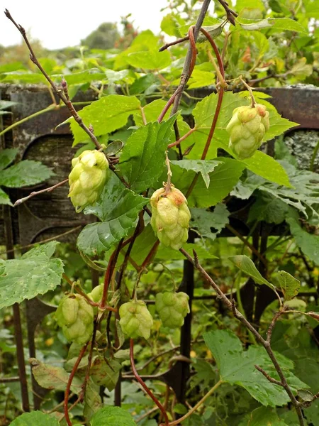 Cônes Houblon Dans Jardin — Photo