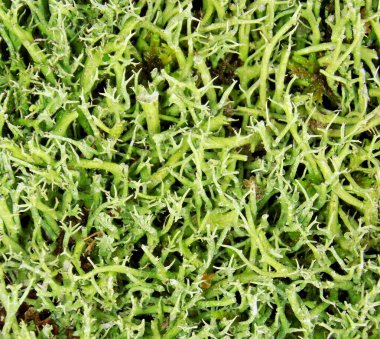 Orman yosunu katı bir halıda yetişir. Arkaplan.