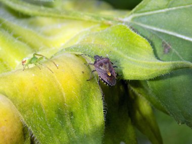 Yeşil örümcekler ve bir böcek. Ayçiçeğindeki böceklerin hayatı.