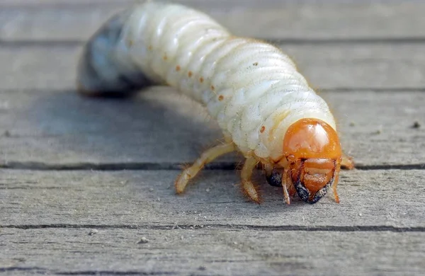 May beetle larva close-up.