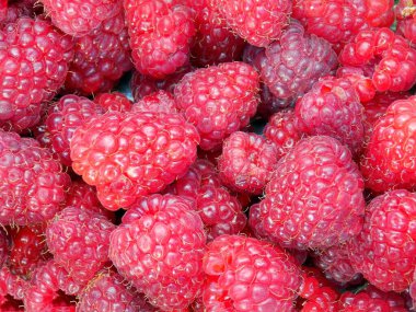 Orman ahududu. Arkaplan, yakın plan.