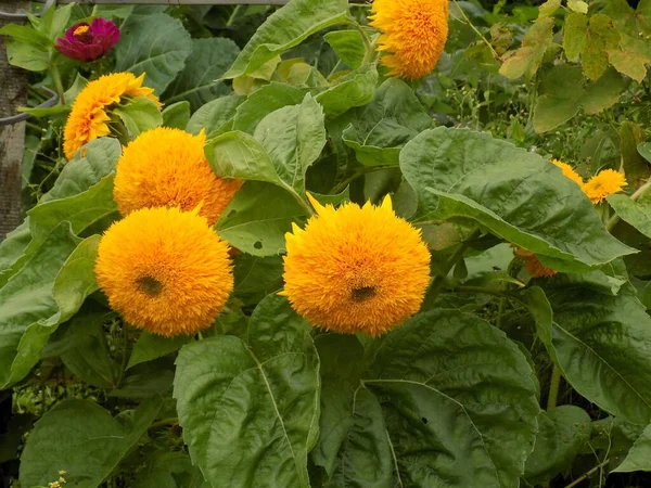 Dekorativer Sonnenblumen Teddybär — Stockfoto