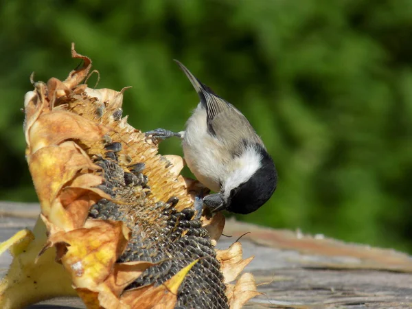 Marsh Tit Sunflower — Fotografia de Stock