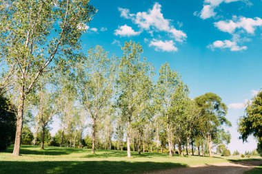 Bulutlu mavi gökyüzü olan ağaçlar