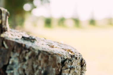 Sakızlı kırık bir sandık.