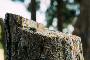 Yuvasına bakan bir rahim manzarası.