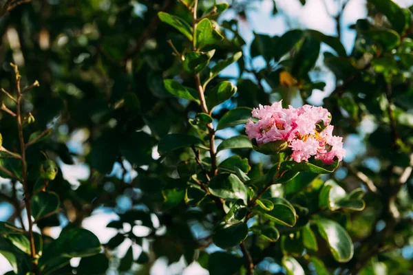 Jüpiter ağacında çiçekler