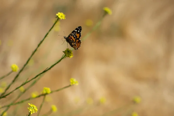 Painted Lady Butterfly with closedwings on plant stem with yellow flowers in the background in the Spring