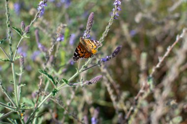 Baharda bitki sapında açık kanatlı Boyalı Leydi Kelebek