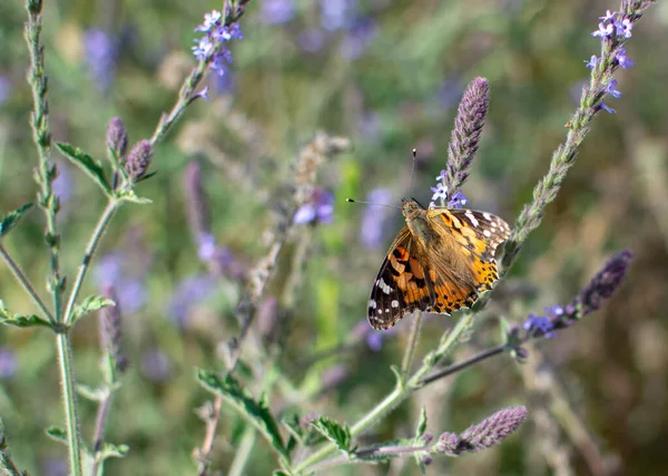 Painted Lady Butterfly with open wings on plant stem in the Spring