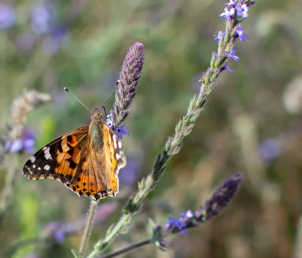 Painted Lady Butterfly with open wings on plant stem in the Spring