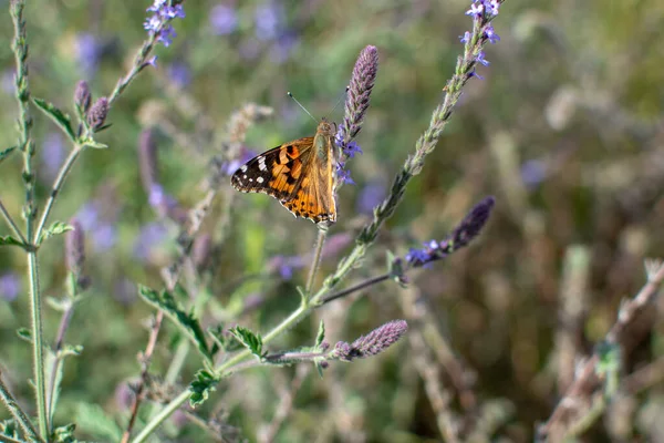 Painted Lady Butterfly with open wings on plant stem in the Spring