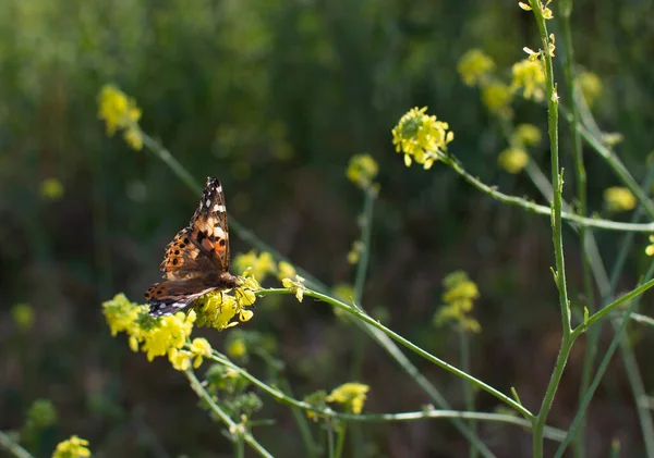 Painted Lady Butterfly with open wings on plant stem with yellow flowers in the background in the Spring