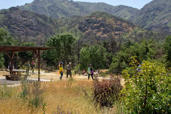 Malibu Creek Eyalet Parkı - 5 Mayıs 2019: 2019 'da Malibu Creek Parkı' nda turistler ve yürüyüşçüler. 2018 'deki Woolsey yangınları bölgede geniş çaplı bir yıkıma neden oldu ve birçok ağaç yaktı, ancak hala çok sayıda ağaç var ve bölge toparlanıyor. Turist