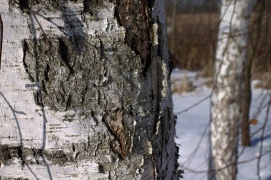 Büyük ağaçlı bahar çayırı